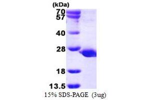 Protein Tyrosine Phosphatase, Mitochondrial 1 (PTPMT1) (AA 28-201) protein (His tag)