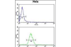 Flow cytometry analysis of Hela cells (bottom histogram) compared to a negative control cell (top histogram). (INSIG1 Antikörper  (N-Term))