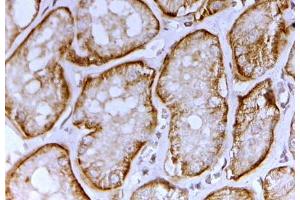 ABIN5539755 (2µg/ml) staining of paraffin embedded Human Kidney. (SLC26A1 Antikörper  (C-Term))