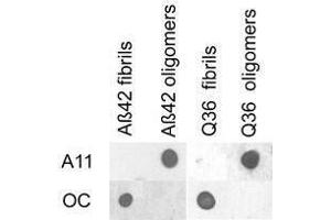 Dot blot analysis of Aβ42 and polyQ36 prefibrillar oligomers and fibrils. (Amyloid Oligomers Antikörper)