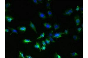 Immunofluorescent analysis of U251 cells using ABIN7160749 at dilution of 1:100 and Alexa Fluor 488-congugated AffiniPure Goat Anti-Rabbit IgG(H+L) (GPR18 Antikörper  (AA 290-331))