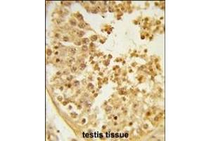 Formalin-fixed and paraffin-embedded human testis tissue reacted with WDR37 Antibody (C-term), which was peroxidase-conjugated to the secondary antibody, followed by DAB staining. (WDR37 Antikörper  (C-Term))