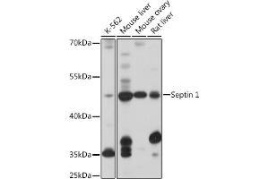 Western blot analysis of extracts of various cell lines, using Septin 1 antibody (ABIN7270202) at 1:1000 dilution. (Septin 1 Antikörper  (AA 270-370))