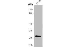 Western Blot analysis of HT29 cells using Neurexophilin-3 Polyclonal Antibody (NXPH3 Antikörper  (Internal Region))