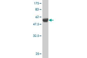 Western Blot detection against Immunogen (58. (HLF Antikörper  (AA 1-295))