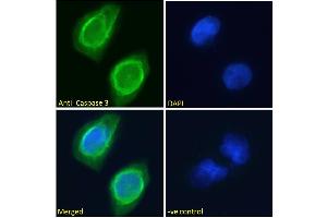ABIN768625 Immunofluorescence analysis of paraformaldehyde fixed U251 cells, permeabilized with 0.