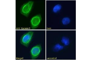 ABIN768625 Immunofluorescence analysis of paraformaldehyde fixed U251 cells, permeabilized with 0. (Caspase 3 Antikörper  (Internal Region))