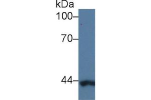 Detection of CAP3 in Human K562 cell lysate using Polyclonal Antibody to Cytoplasmic Antiproteinase 3 (CAP3)
