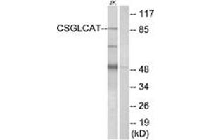 Western Blotting (WB) image for anti-Chondroitin Polymerizing Factor 2 (CHPF2) (AA 31-80) antibody (ABIN2890216) (CHPF2 Antikörper  (AA 31-80))