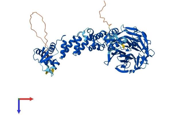 KLHL6 Protein (AA 1-621) (His tag)