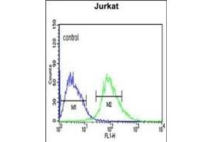 CANT1 Antibody (N-term) (ABIN652769 and ABIN2842506) flow cytometric analysis of Jurkat cells (right histogram) compared to a negative control cell (left histogram).