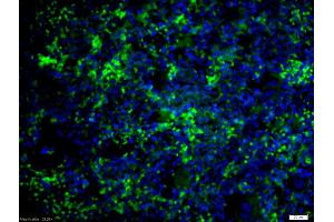 Immunofluorescence (IF) image for anti-Caspase 8 (CASP8) (AA 188-280) antibody (ABIN1386778)