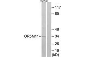 Western Blotting (WB) image for anti-Olfactory Receptor, Family 5, Subfamily M, Member 11 (OR5M11) (AA 233-282) antibody (ABIN2891031) (OR5M11 Antikörper  (AA 233-282))