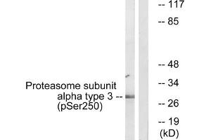 Western Blotting (WB) image for anti-Proteasome Subunit Alpha Type 3 (PSMA3) (pSer250) antibody (ABIN7138512)
