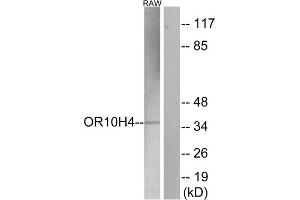 Western Blotting (WB) image for anti-Olfactory Receptor, Family 10, Subfamily H, Member 4 (OR10H4) (Internal Region) antibody (ABIN1853182) (OR10H4 Antikörper  (Internal Region))