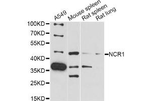 Western blot analysis of extracts of various cell lines, using NCR1 antibody (ABIN6291526) at 1:3000 dilution. (NCR1 Antikörper)