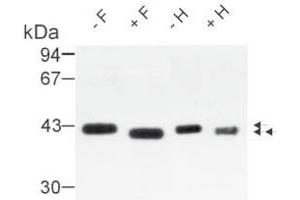 Western Blot analysis of Osteonectin isolated from human bone. (SPARC Antikörper)