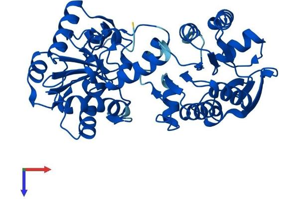 PGK2 Protein (AA 1-417) (His tag)