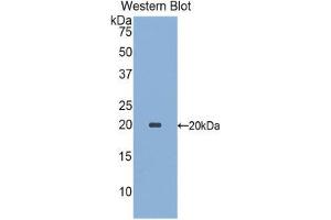Western Blotting (WB) image for anti-Sialic Acid Binding Ig-Like Lectin 9 (SIGLEC9) (AA 23-142) antibody (ABIN2117990) (SIGLEC9 Antikörper  (AA 23-142))