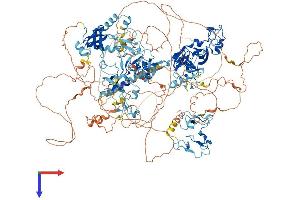WHSC1L1 Protein (AA 1-1439) (His tag)