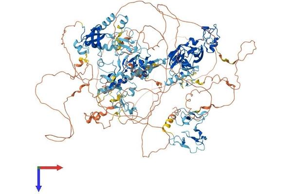WHSC1L1 Protein (AA 1-1439) (His tag)