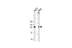 Western blot analysis of lysates from A431, Hela cell line (from left to right), using SFN Antibody at 1:1000 at each lane. (14-3-3 sigma/SFN Antikörper  (C-Term))