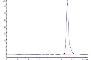 The purity of Cynomolgus Fc gamma RIIB is greater than 95 % as determined by SEC-HPLC. (FCGR2B Protein (AA 46-224) (His tag))