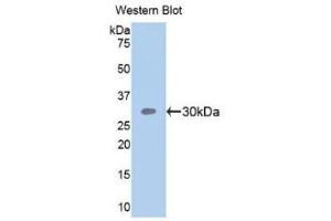 Detection of Recombinant SEMA5B, Human using Polyclonal Antibody to Semaphorin 5B (SEMA5B) (SEMA5B Antikörper  (AA 350-602))