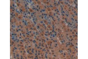 Used in DAB staining on fromalin fixed paraffin- embedded stomach tissue (Caspase 7 Antikörper  (AA 1-250))