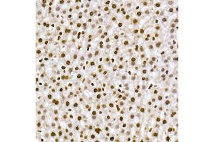Immunohistochemistry of paraffin-embedded rat liver using RBM3 Rabbit mAb (ABIN7270084) at dilution of 1:25 (40x lens). (RBM3 Antikörper)