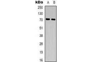 Western blot analysis of CD316 expression in K562 (A), NIH3T3 (B) whole cell lysates.