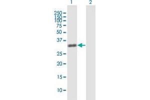 Western Blot analysis of ZNF509 expression in transfected 293T cell line by ZNF509 MaxPab polyclonal antibody. (ZBTB49 Antikörper  (AA 1-248))