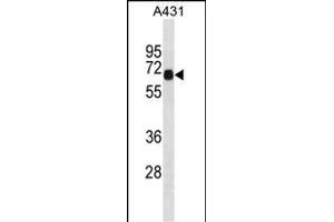 DNAI2 Antibody (C-term) (ABIN1881264 and ABIN2839024) western blot analysis in A431 cell line lysates (35 μg/lane). (DNAI2 Antikörper  (C-Term))