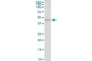 HS6ST1 monoclonal antibody (M05A), clone 1H4.