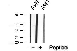 Western blot analysis of extracts from A549, using Inhibin beta A antibody. (INHBA Antikörper  (Internal Region))