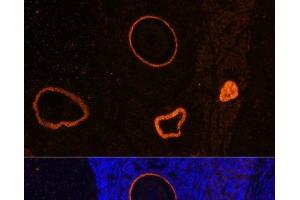 Immunofluorescence analysis of Rat oophoroma cells using ZP3 Polyclonal Antibody at dilution of 1:100. (Zona Pellucida Glycoprotein 3 Antikörper)