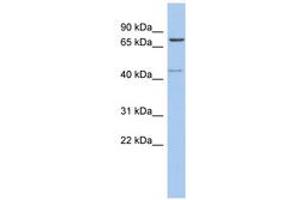 Image no. 1 for anti-Peroxisomal Biogenesis Factor 5 (PEX5) (C-Term) antibody (ABIN6743971) (PEX5 Antikörper  (C-Term))