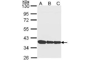 WB Image Sample (30 ug of whole cell lysate) A: A431 , B: H1299 C: Hela 10% SDS PAGE antibody diluted at 1:1000 (Annexin a1 Antikörper)