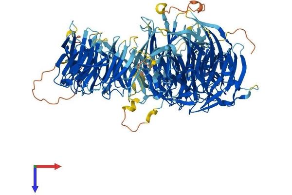 WDR6 Protein (AA 1-1121) (His tag)