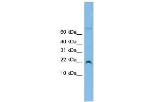 WB Suggested Anti-NHP2L1 Antibody Titration:  0.