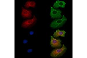 anti-Iodotyrosine Deiodinase (IYD) (Internal Region) antibody
