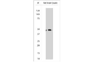 WB on rat brain lysate using Sheep antibody to Beclin-1 (400-450)    at 1:200 dilution. (Beclin 1 Antikörper)