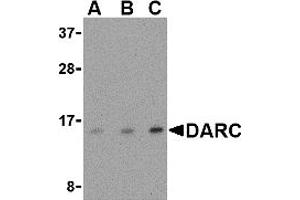 Western Blotting (WB) image for anti-Duffy Blood Group, Chemokine Receptor (DARC) (N-Term) antibody (ABIN1031343) (DARC Antikörper  (N-Term))
