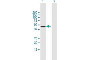 Western Blot analysis of CPA3 expression in transfected 293T cell line by CPA3 MaxPab polyclonal antibody.