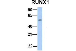 Host:  Rabbit  Target Name:  RUNX1  Sample Type:  Human Fetal Muscle  Antibody Dilution:  1. (RUNX1 Antikörper  (Middle Region))