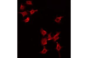 ABIN6274475 staining HeLa by IF/ICC. (PGBD1 Antikörper  (Internal Region))