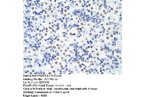 Rabbit Anti-HNRPUL1 Antibody  Paraffin Embedded Tissue: Human Liver Cellular Data: Hepatocytes Antibody Concentration: 4. (HNRNPUL1 Antikörper  (C-Term))