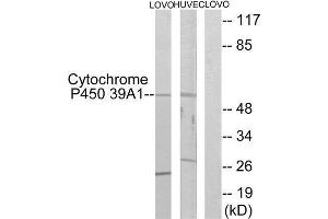 Western Blotting (WB) image for anti-Cytochrome P450, Family 39, Subfamily A, Polypeptide 1 (CYP39A1) (C-Term) antibody (ABIN1850366) (CYP39A1 Antikörper  (C-Term))