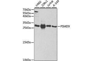 Western blot analysis of extracts of various cell lines, using PSMD9 antibody (ABIN1876545) at 1:1000 dilution. (PSMD9 Antikörper)