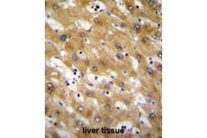 CLEC12B Antibody (C-term) immunohistochemistry analysis in formalin fixed and paraffin embedded human liver tissue followed by peroxidase conjugation of the secondary antibody and DAB staining. (CLEC12B Antikörper  (C-Term))